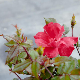 PERFECT PLANTS Double Red Knock Out Rose being pruned to maintain shape