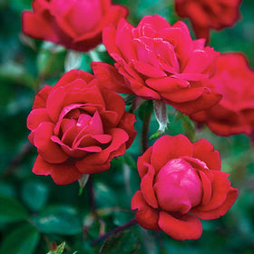 PERFECT PLANTS Double Red Knock Out Rose in full sun along a walkway