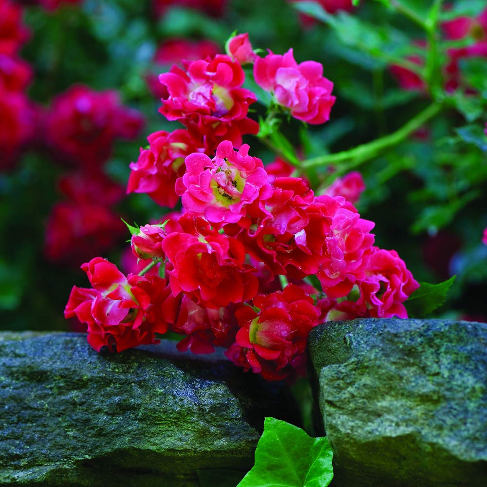 PERFECT PLANTS Red Drift Rose is hardy and drought-tolerant for seasonal gardens.