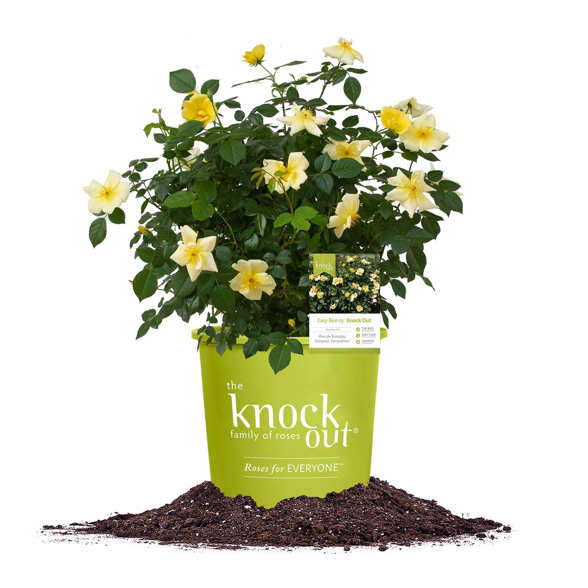 Perfect Plants Easy Bee-zy Knock Out Rose bloom close-up, vibrant yellow flowers for pollinator-friendly gardens.