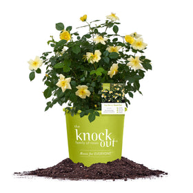Perfect Plants Easy Bee-zy Knock Out Rose bloom close-up, vibrant yellow flowers for pollinator-friendly gardens.