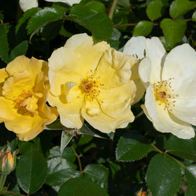 Perfect Plants Easy Bee-zy Knock Out Rose compact shrub in 3–4 ft form for small spaces.