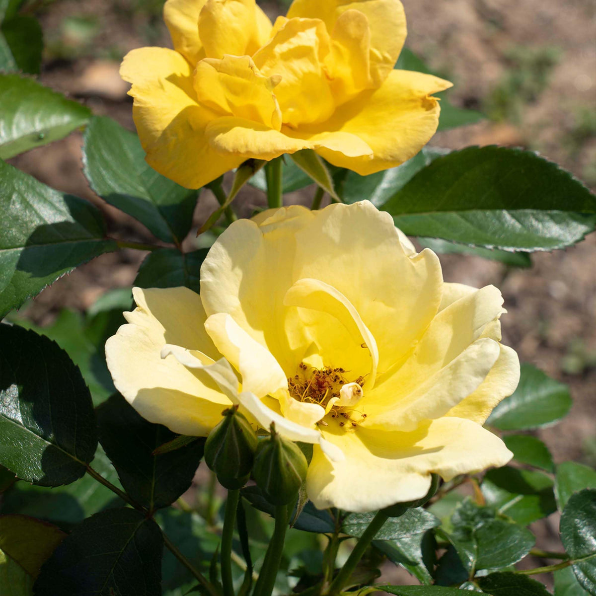 Perfect Plants Easy Bee-zy Knock Out Rose container display brightens patios with year-round color.