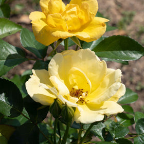 Perfect Plants Easy Bee-zy Knock Out Rose container display brightens patios with year-round color.
