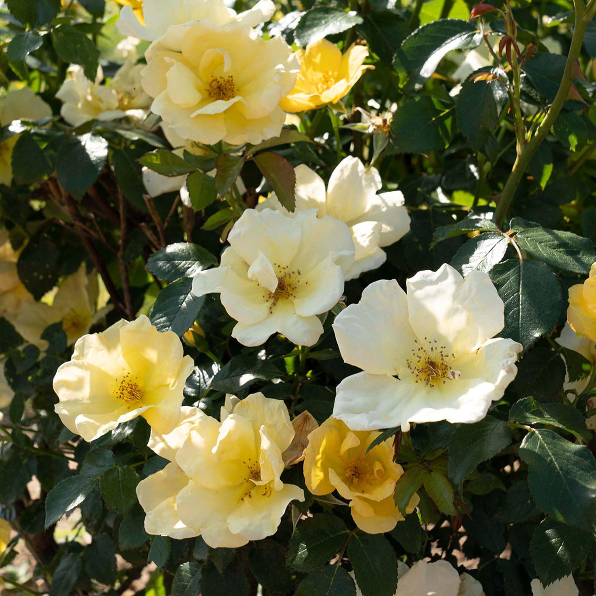 Perfect Plants Easy Bee-zy Knock Out Rose foliage provides lush backdrop for sunlit garden beds.