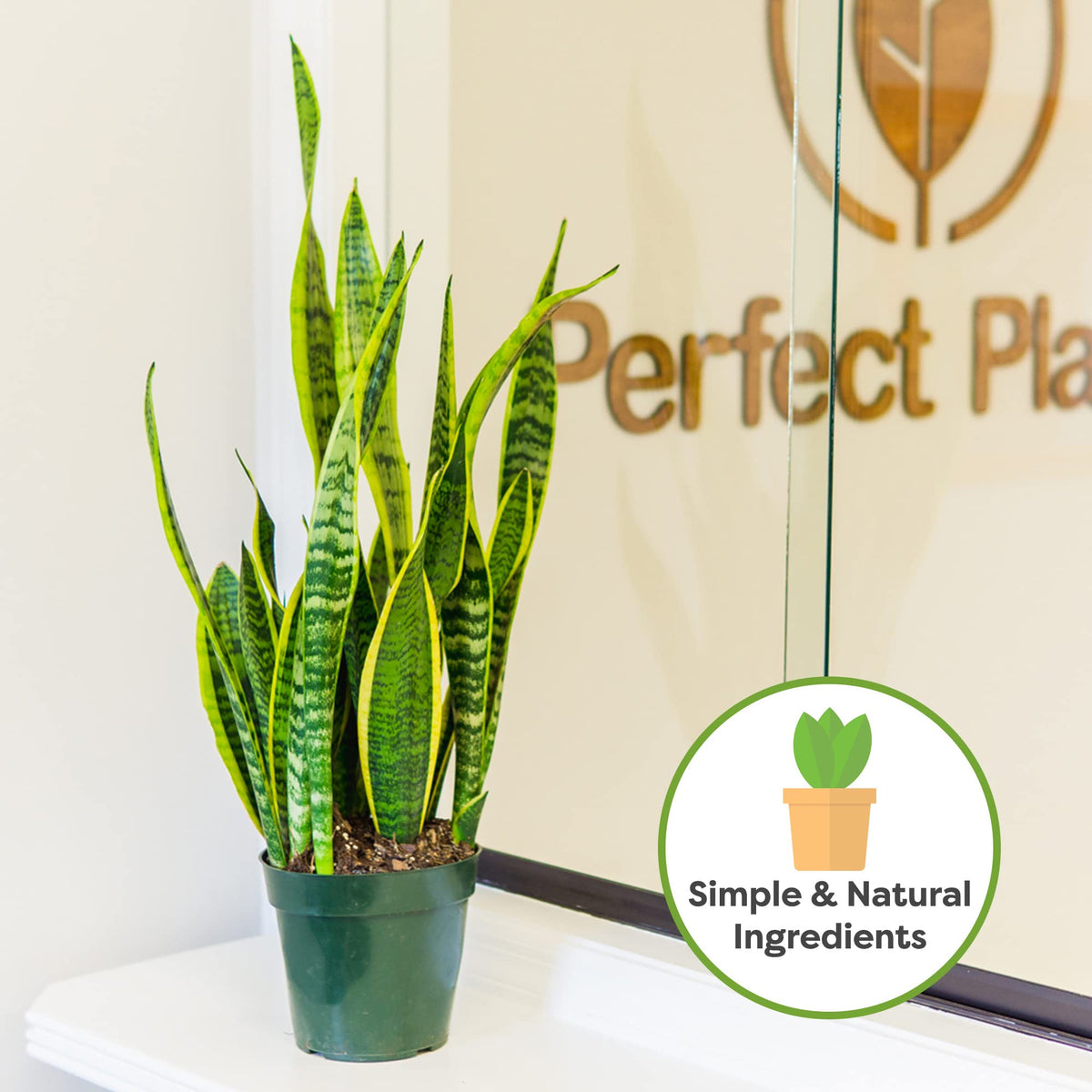 Soil promotes drainage and aeration for compact snake plants