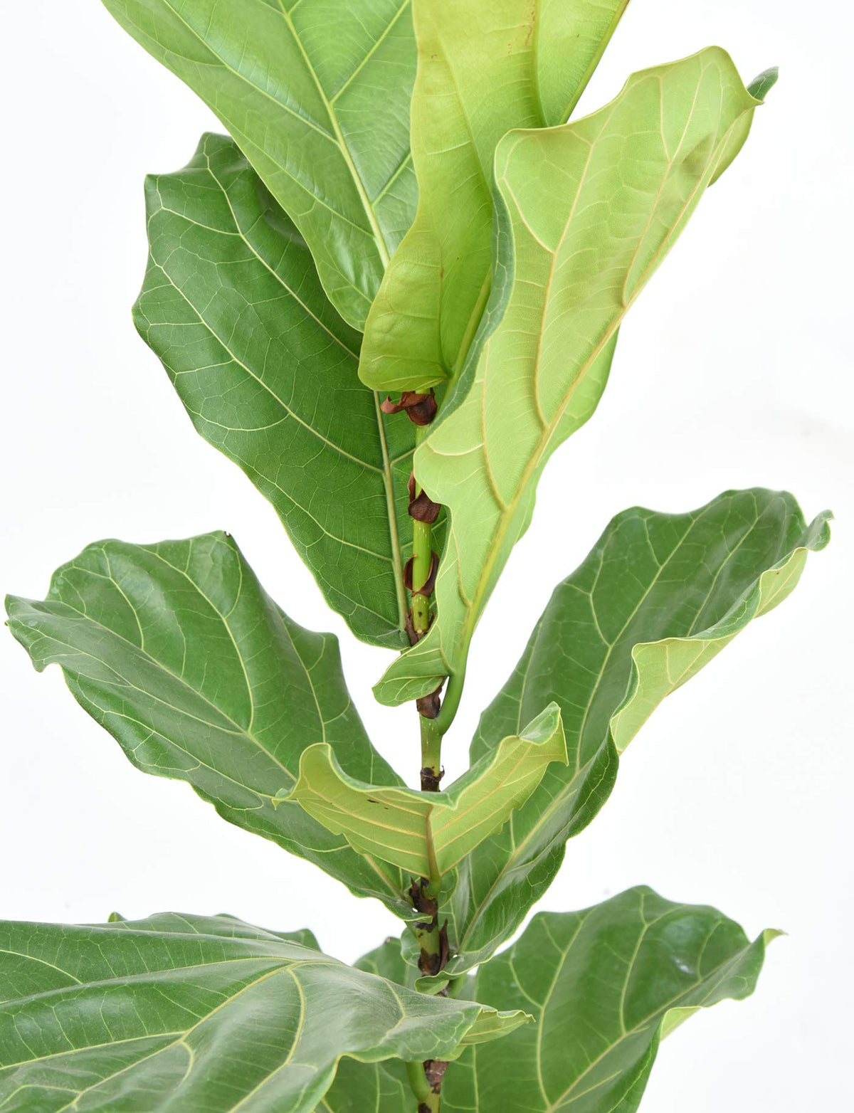 Perfect Plants nourished roots and sturdy trunk support plant resilience.
