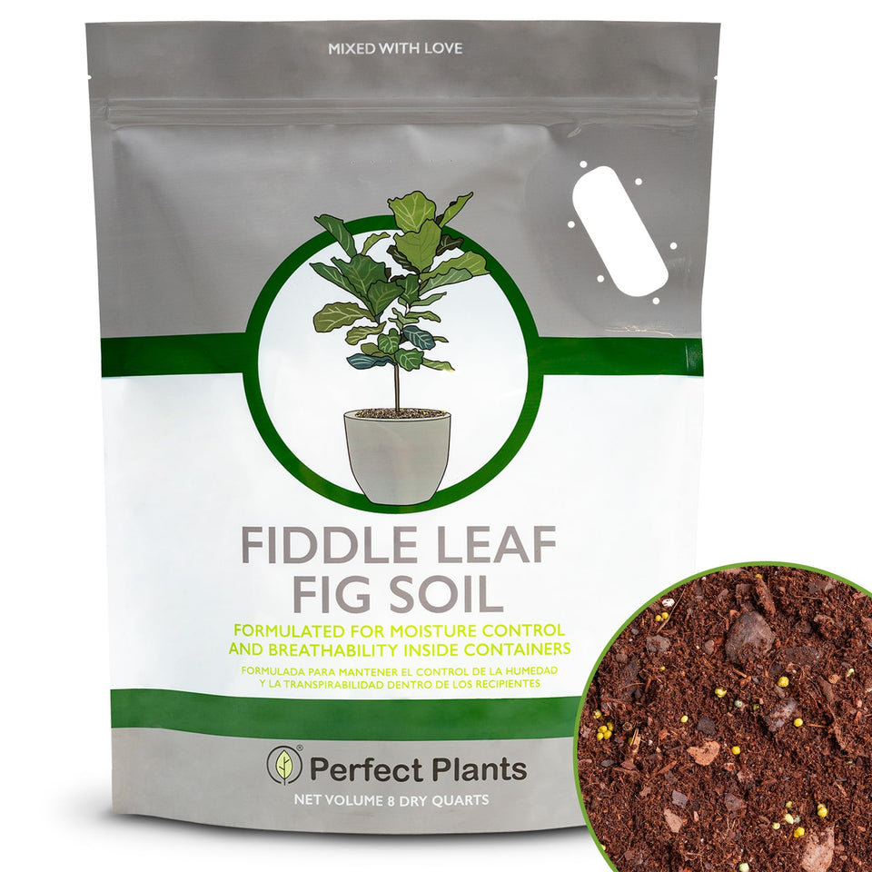 Perfect Plants Fiddle Leaf Fig Soil bag with premium blend for healthy indoor figs.