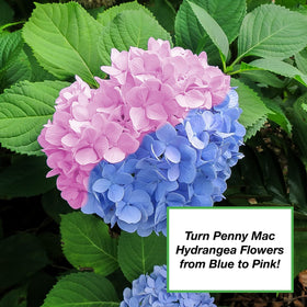 PERFECT PLANTS product with pelletized sulfur improves nutrient uptake in fruit plants