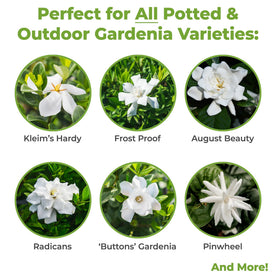 Perfect Plants Gardenia blooms closeup shows vibrant color and healthy petals.