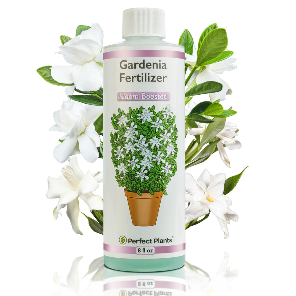 Perfect Plants Gardenia Liquid Fertilizer bottle boosts bloom potential for flowering plants.