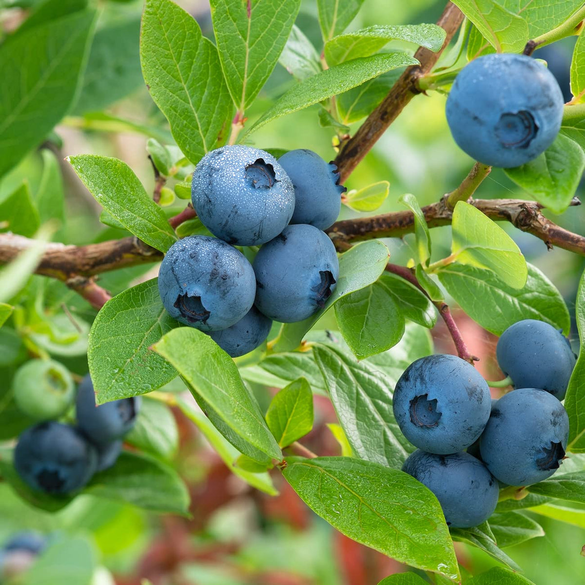 Perfect Plants hardy drought-tolerant blueberries thriving in sunny garden spots.
