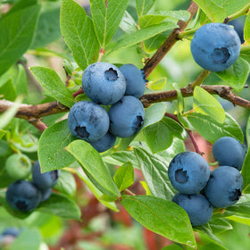 Perfect Plants hardy drought-tolerant blueberries thriving in sunny garden spots.