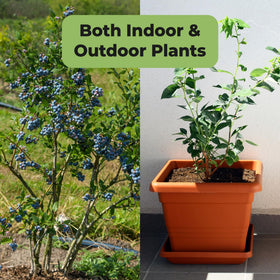 Perfect Plants Harvest-ready blueberries benefit from steady nutrition and vigor.