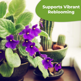 Home garden scene with Perfect Plants fertilizer highlights plant vitality.
