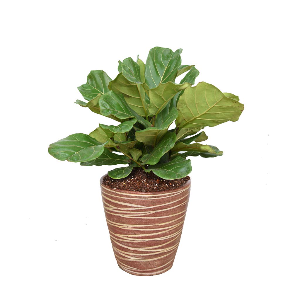 Perfect Plants indoor plant setup ready with versatile soil mix.