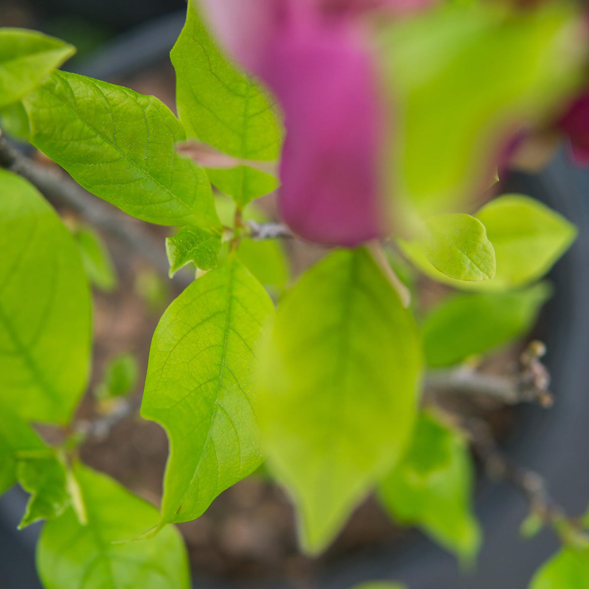 Perfect Plants Jane Magnolia branch growth ready for hedges or focal points.