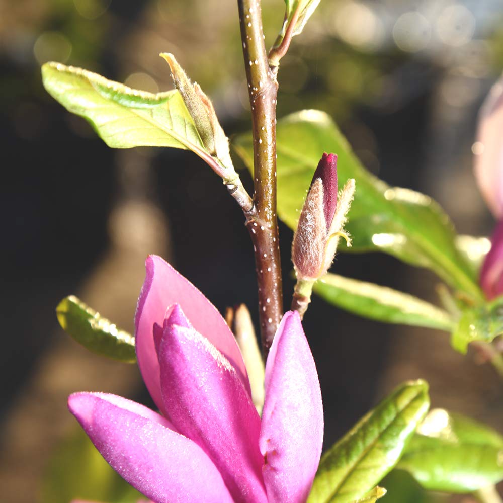 Care guide included with Perfect Plants Jane Magnolia for easy setup