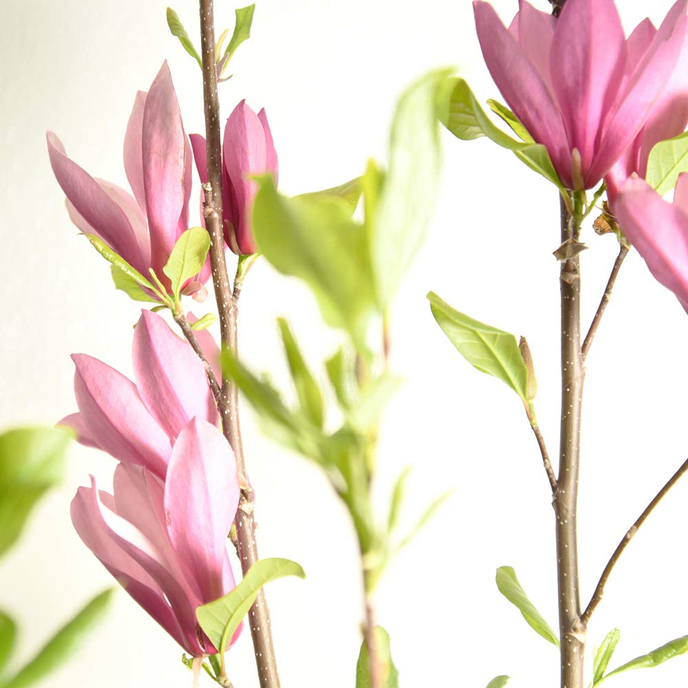 Jane Magnolia planted in a garden bed with fragrant blooms