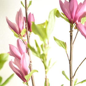 Jane Magnolia planted in a garden bed with fragrant blooms