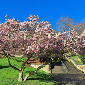 Perfect Plants Jane Magnolia glossy green leaves add lush garden foliage.
