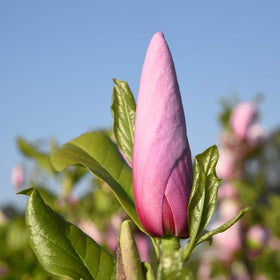 Jane Magnolia in direct sun creates a striking hedge statement