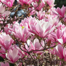 Perfect Plants Jane Magnolia hedge row ready for privacy and spring color.