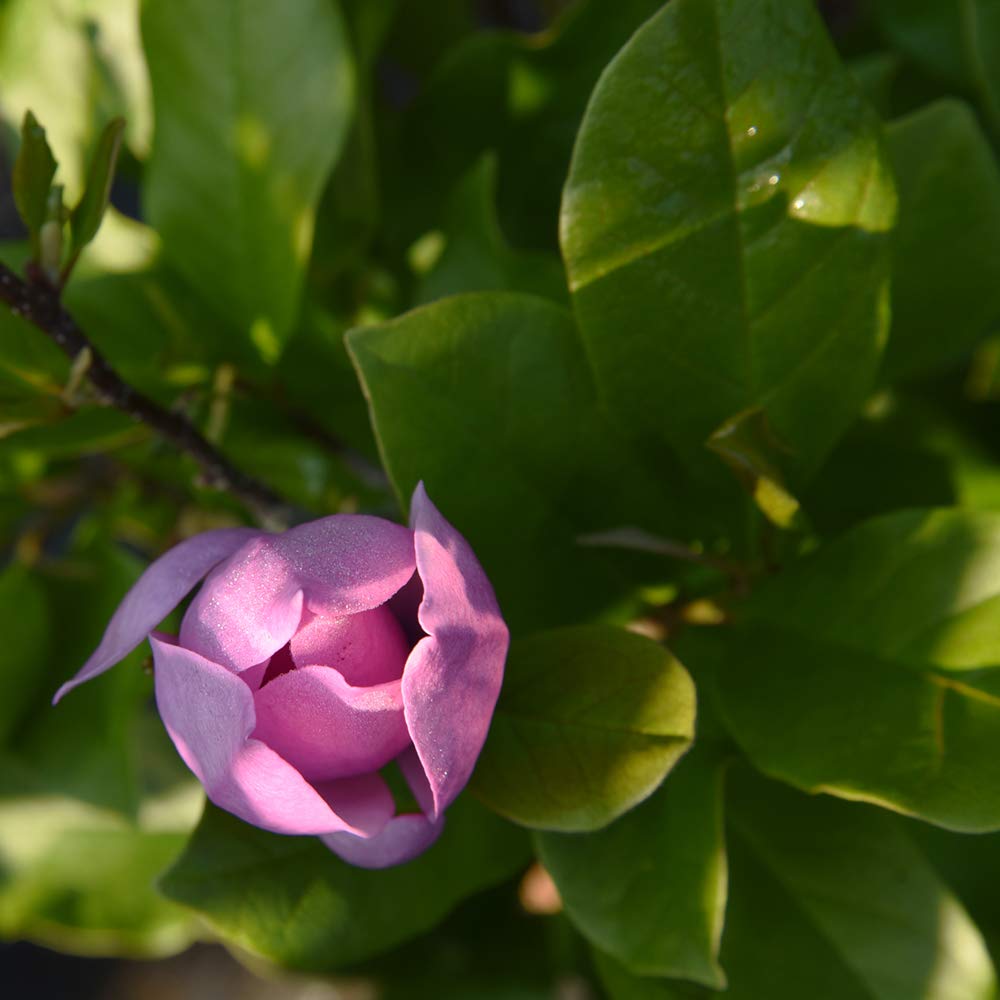 Jane Magnolia foliage from Perfect Plants adds lush border appeal