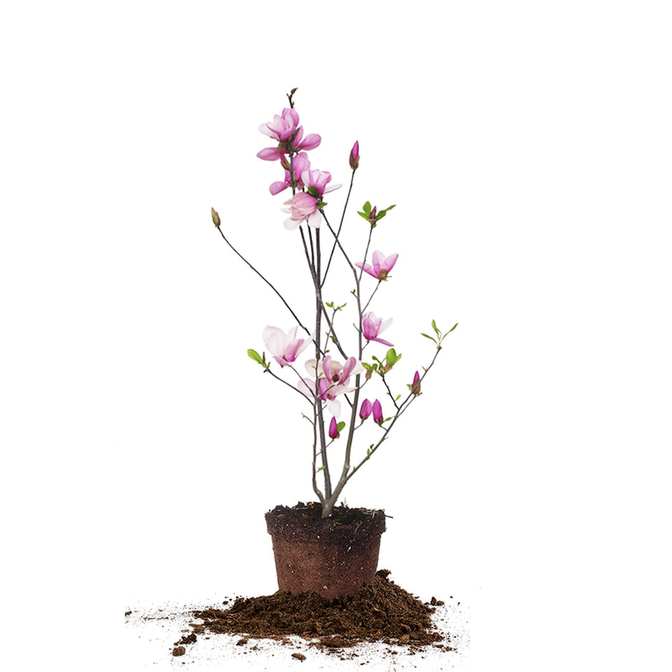 Perfect Plants Jane Magnolia live tree in pot, vibrant growth for curb appeal.