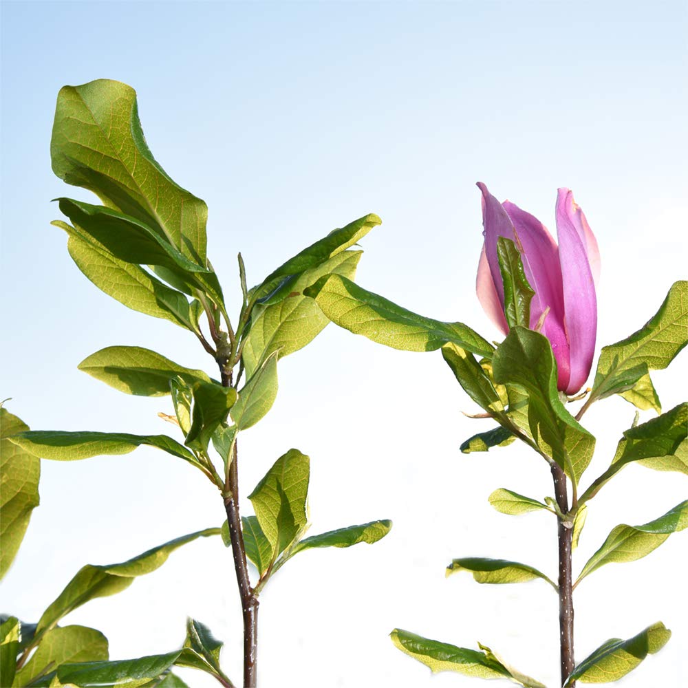 Perfect Plants Jane Magnolia mature canopy offers impressive height