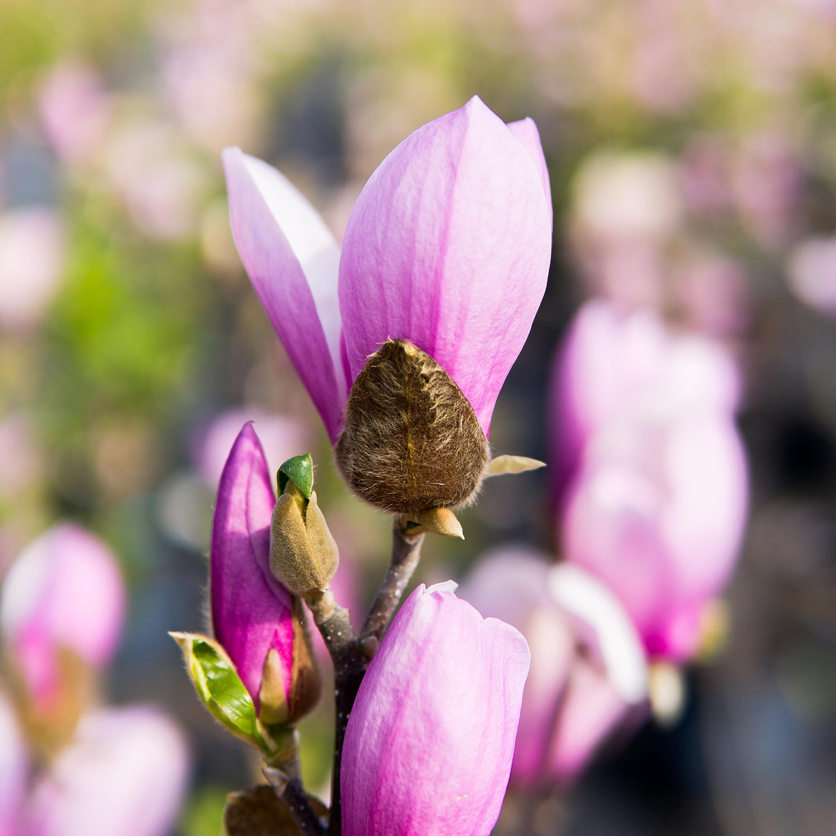 Perfect Plants Jane Magnolia in a sunlit setting supports bright, low-maintenance landscapes.