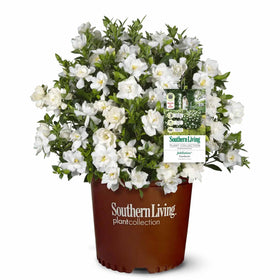 Perfect Plants Jubilation Gardenia bloom closeup with fragrant white flowers for spring appeal
