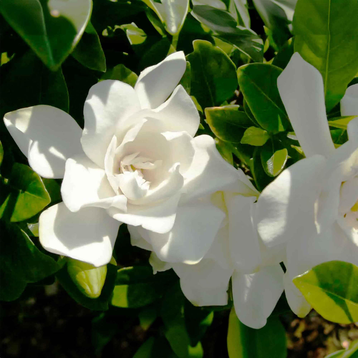 Perfect Plants Jubilation Gardenia compact shrub in garden bed