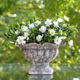 Perfect Plants Jubilation Gardenia in container for patios and small spaces