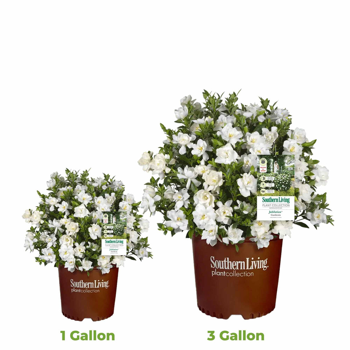 Perfect Plants Jubilation Gardenia fragrance wafting in warm garden air