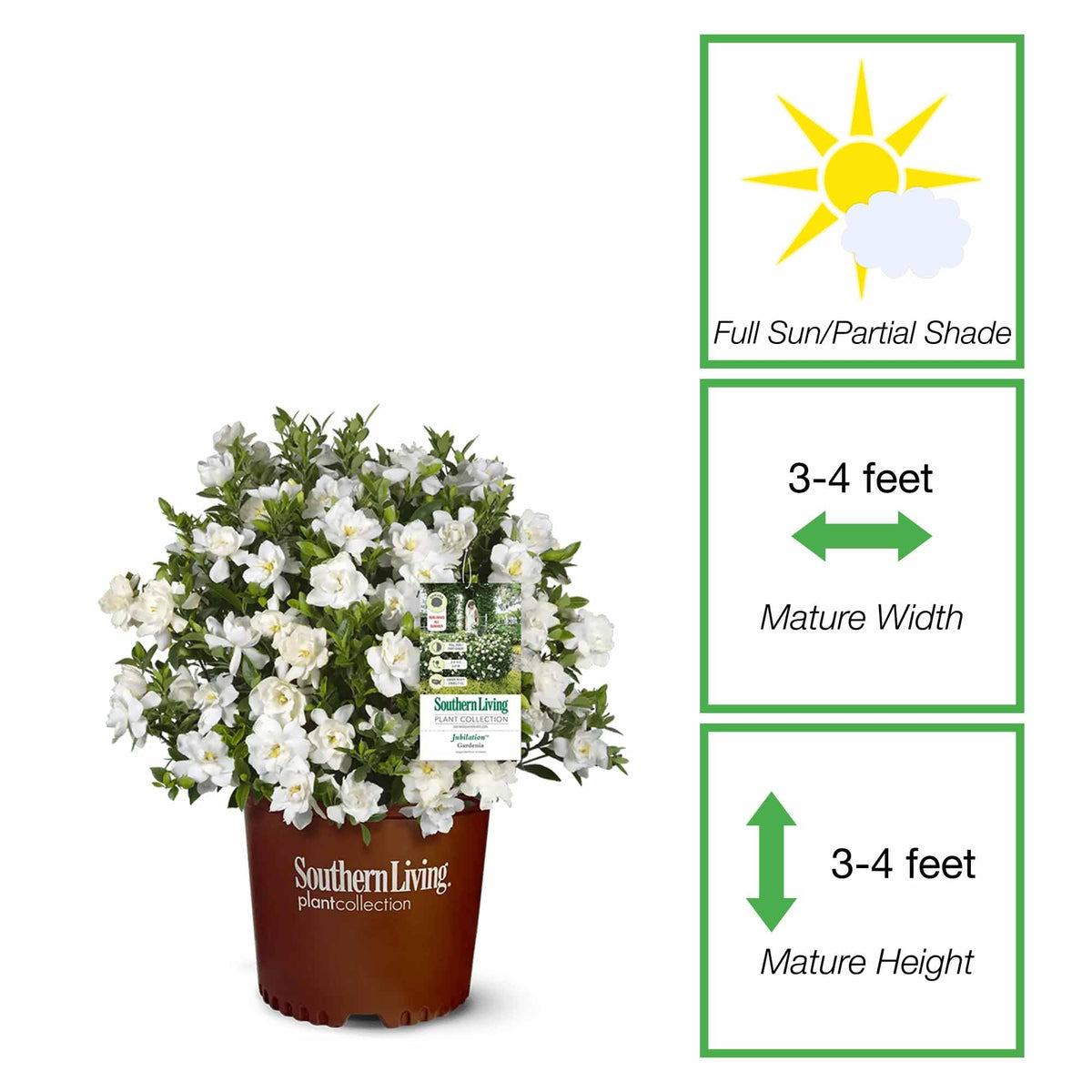 Perfect Plants Jubilation Gardenia leaves closeup showing glossy evergreen foliage