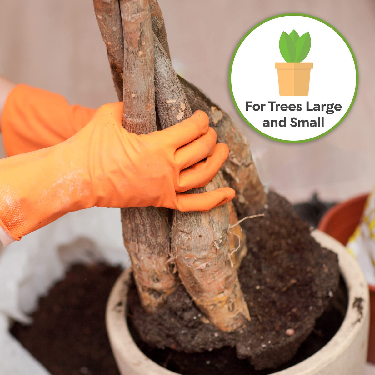 Perfect Plants leaf shine enhancement for indoor money trees.
