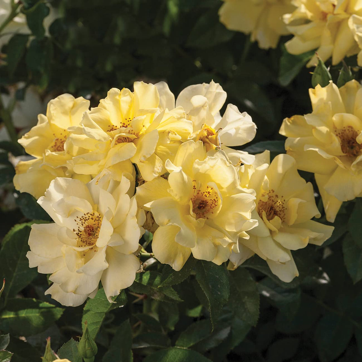 Perfect Plants Lemon Drift Rose Bush is a compact dwarf shrub for small spaces.