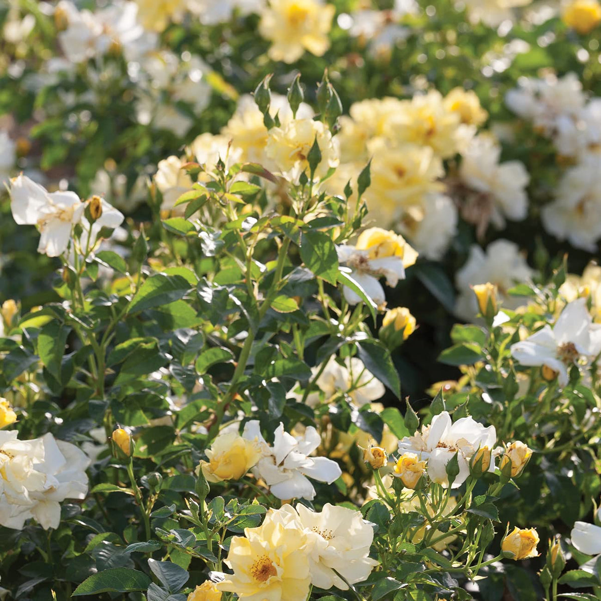 Perfect Plants Lemon Drift Rose Bush offers light fragrance with repeated bloom in outdoor beds.