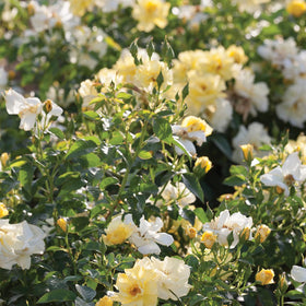 Perfect Plants Lemon Drift Rose Bush offers light fragrance with repeated bloom in outdoor beds.