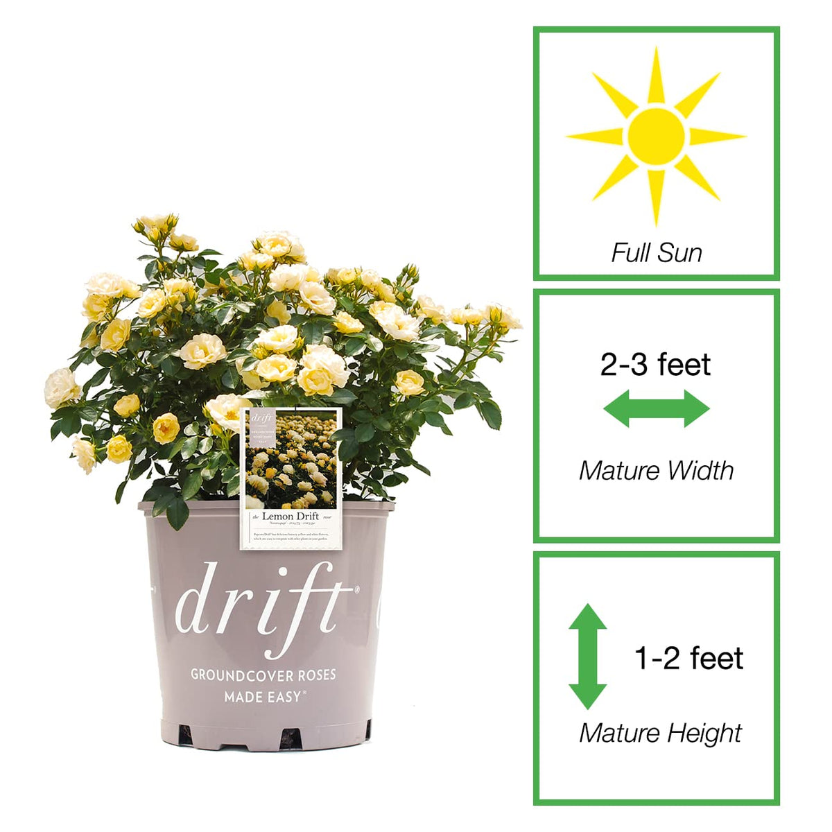Perfect Plants Lemon Drift Rose Bush adds curb appeal with yellow blooms in the garden.