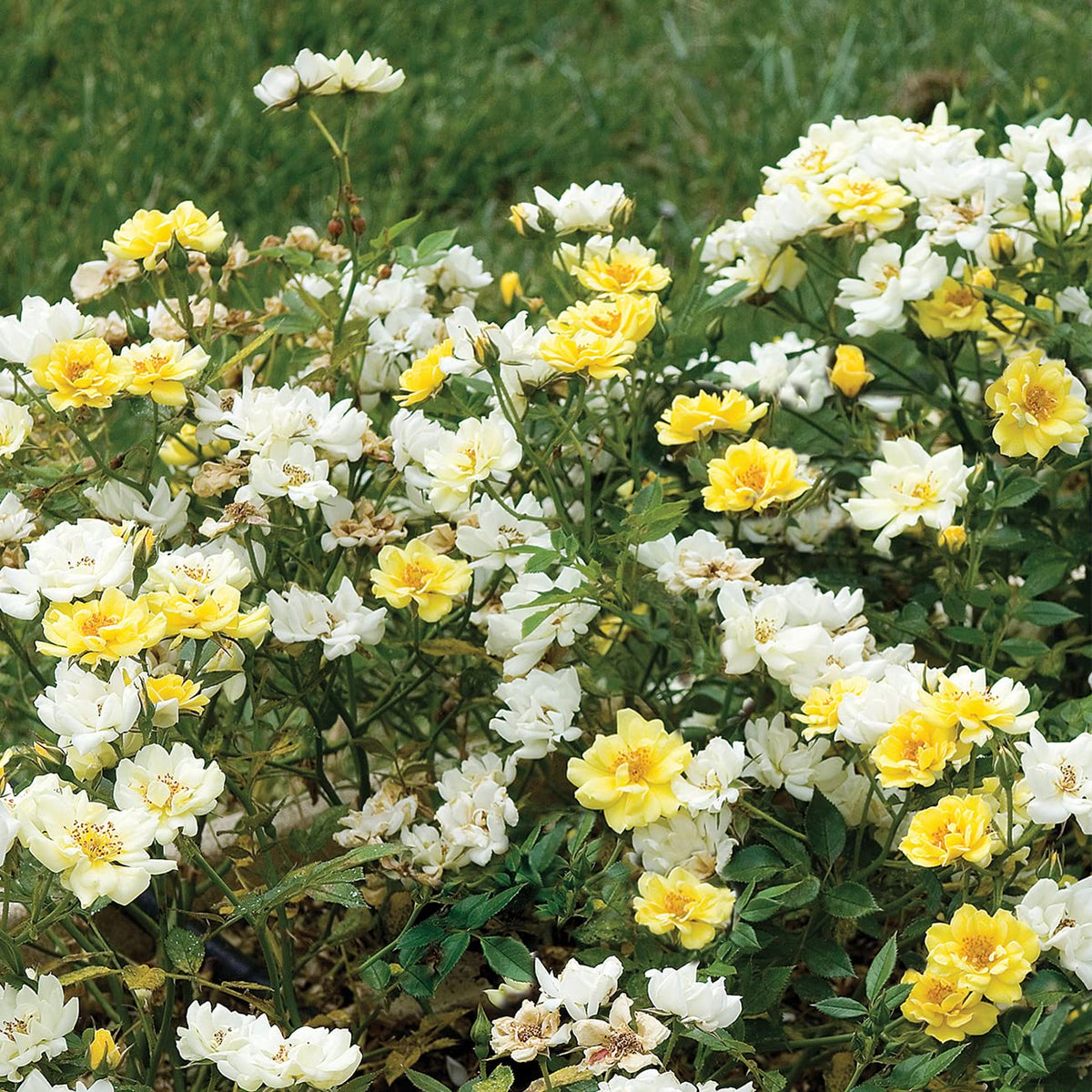 Perfect Plants Lemon Drift Rose Bush thrives outdoors in zones 4–11 for versatile landscaping.