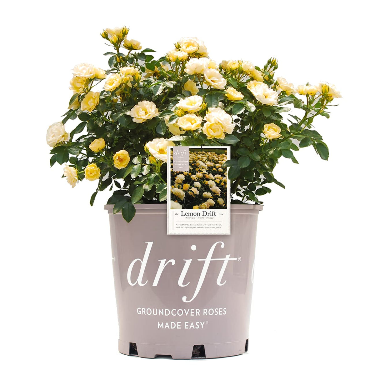 Perfect Plants Lemon Drift Rose Bush with bright yellow blooms for easy outdoor display.