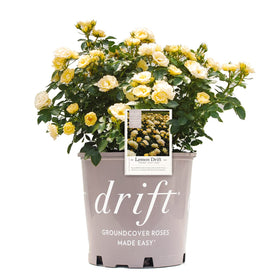 Perfect Plants Lemon Drift Rose Bush with bright yellow blooms for easy outdoor display.