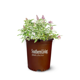 Perfect Plants Li'l Lavender Butterfly Bush bloom clusters attract butterflies all season.
