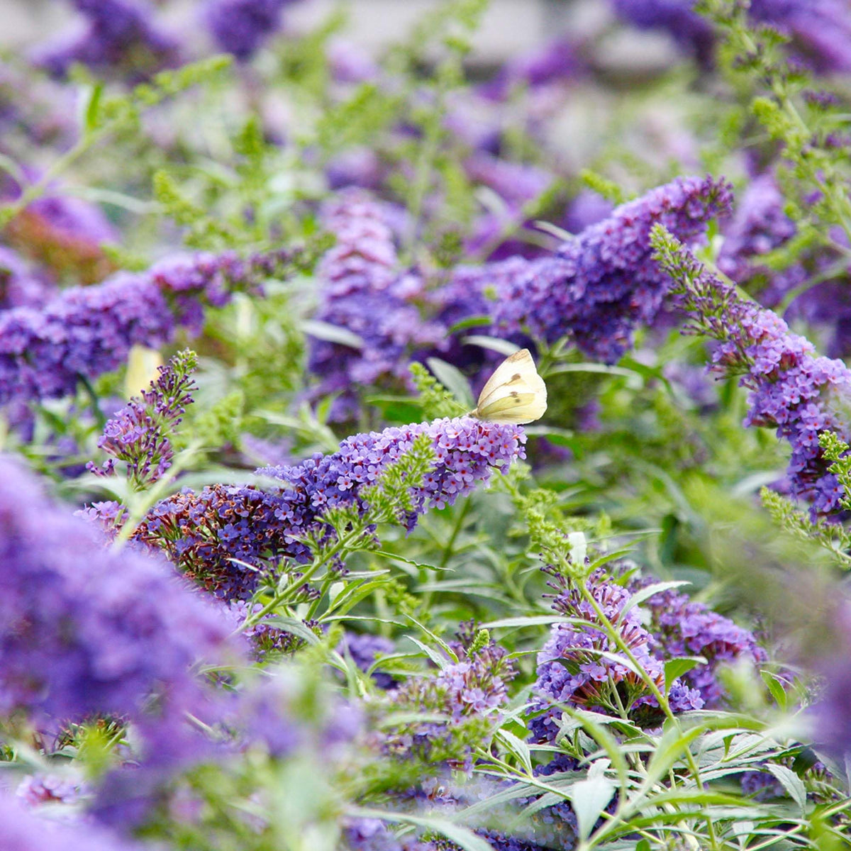 Perfect Plants Li'l Lavender Butterfly Bush thrives in full sun and well-drained soil.
