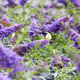 Perfect Plants Li'l Lavender Butterfly Bush thrives in full sun and well-drained soil.