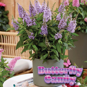 Perfect Plants Li'l Lavender Butterfly Bush drought-tolerant once established with minimal care.