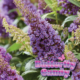 Perfect Plants Li'l Lavender Butterfly Bush attracts pollinators including bees and hummingbirds.