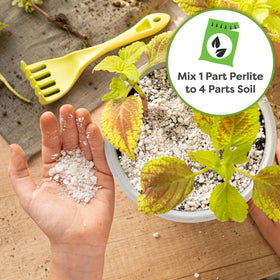 Perfect Plants lightweight perlite pack for easy handling and root space.